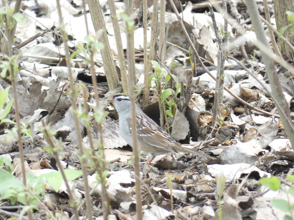 White-crowned Sparrow - ML618056729