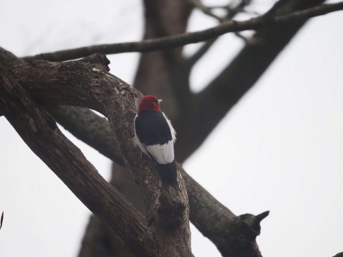 Red-headed Woodpecker - ML618056731