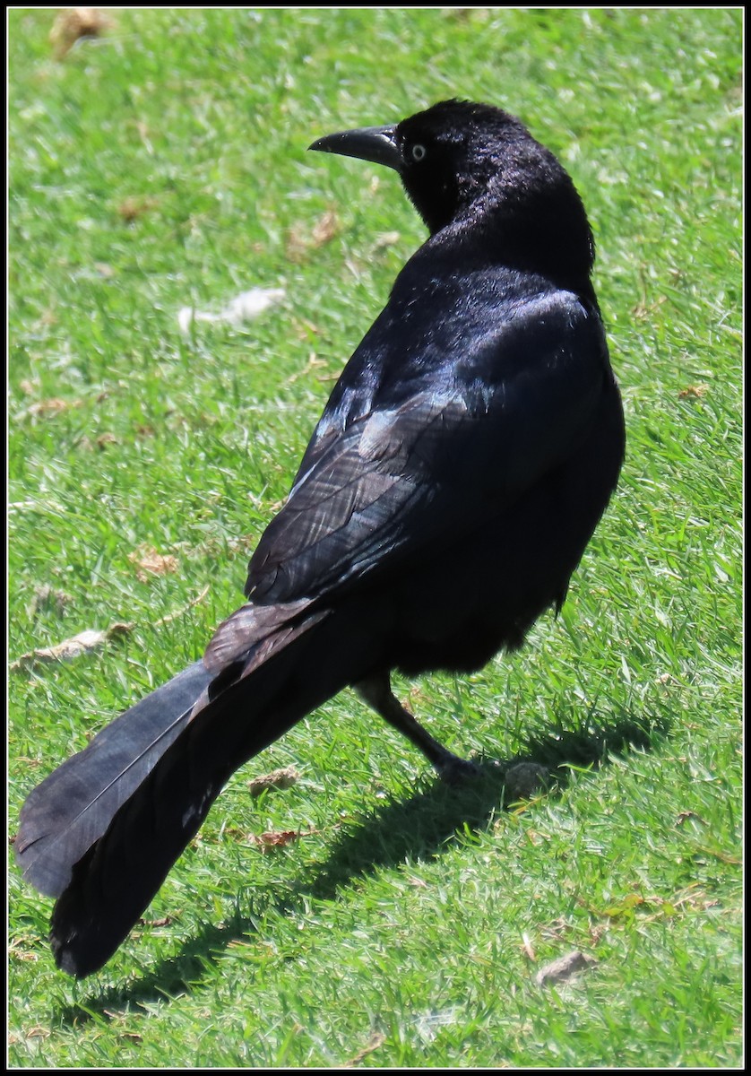 Great-tailed Grackle - ML618056735
