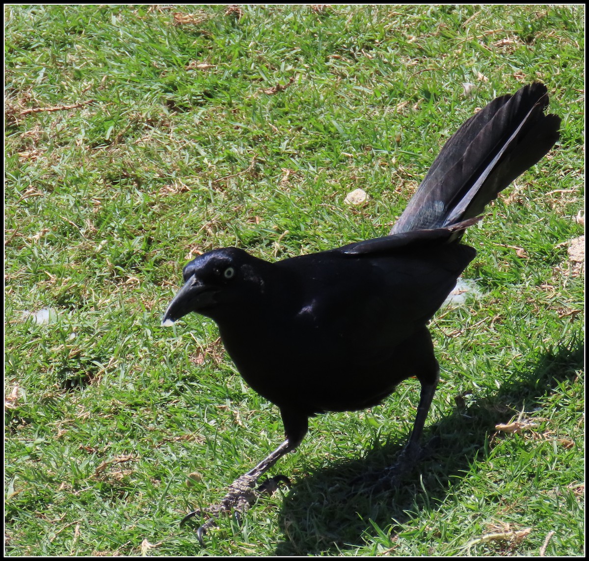 Great-tailed Grackle - ML618056736