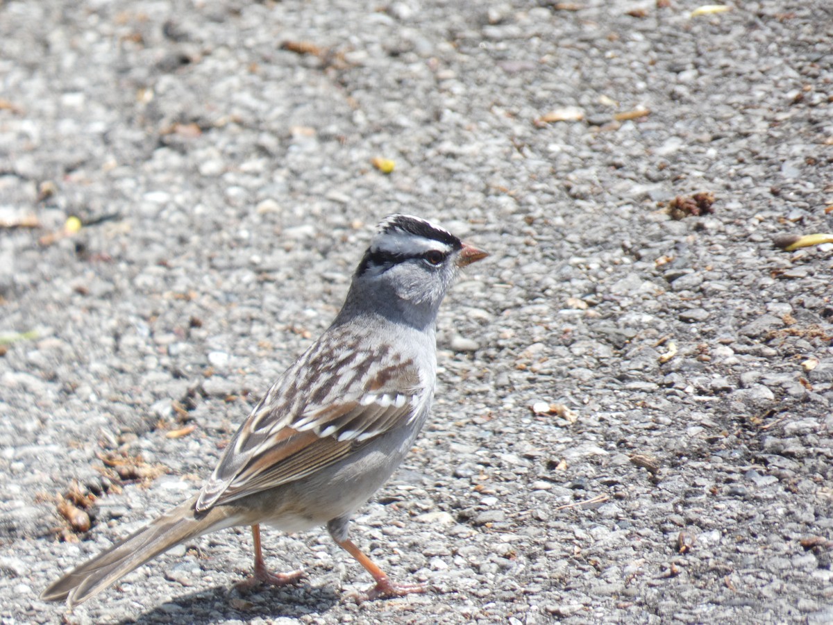 White-crowned Sparrow - David Riddle