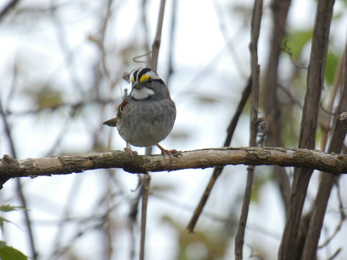 White-throated Sparrow - ML618056749