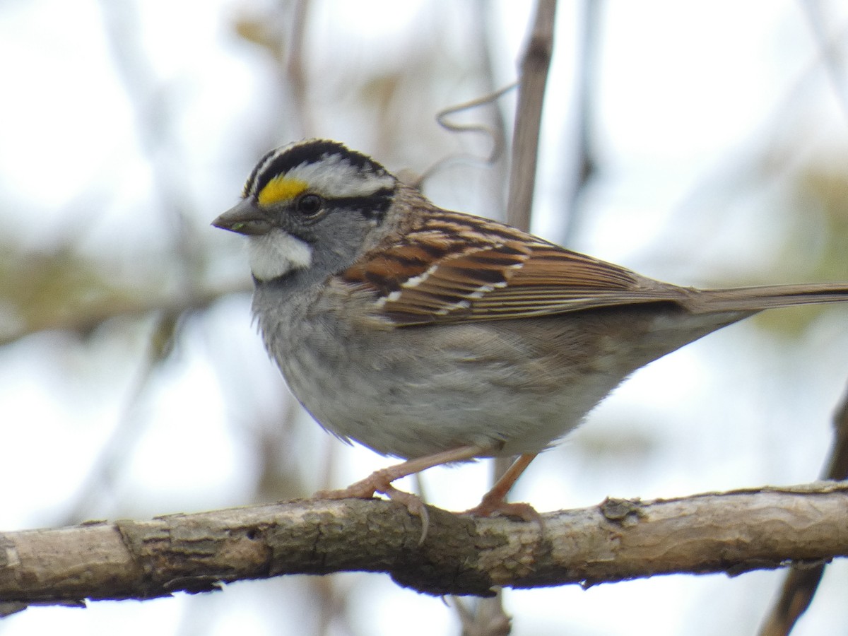 White-throated Sparrow - David Riddle