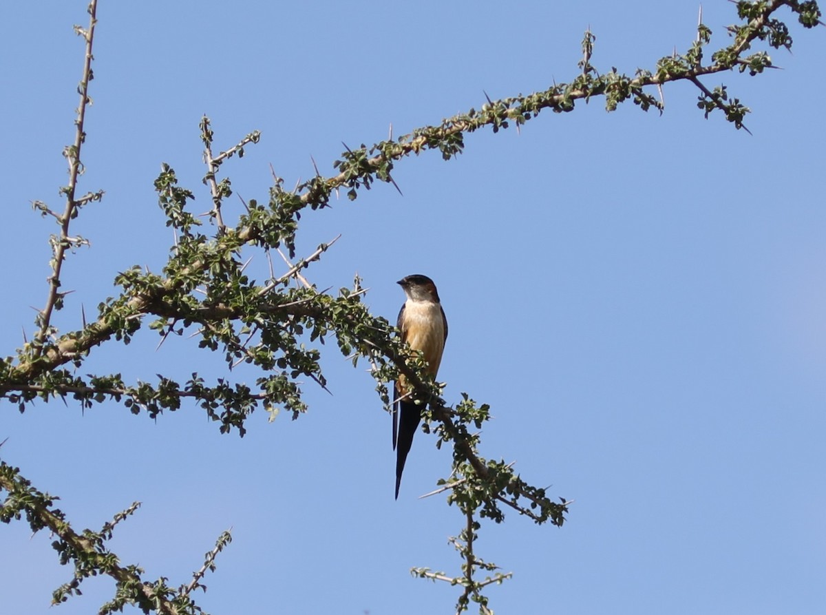 Red-rumped Swallow - ML618056756