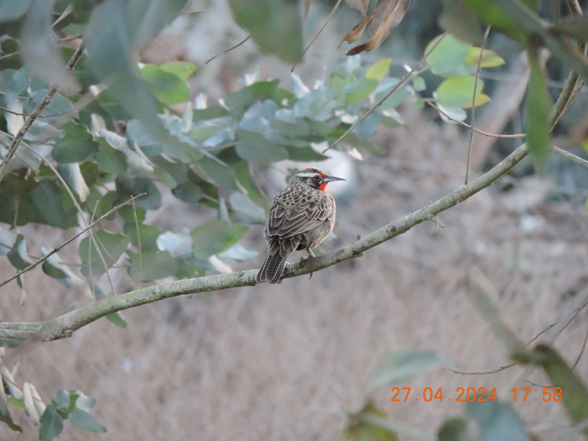 Long-tailed Meadowlark - ML618056759