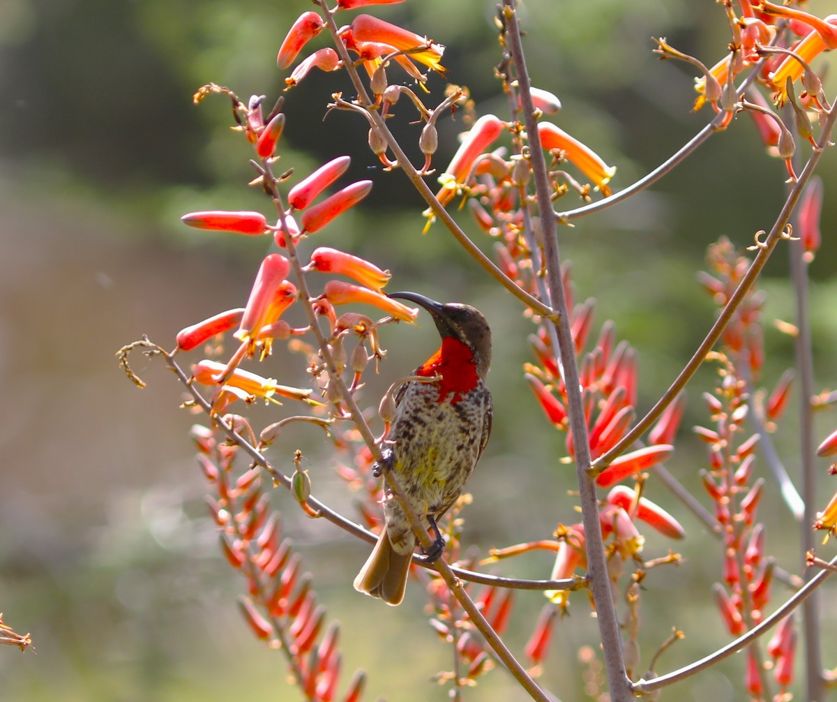 Scarlet-chested Sunbird - ML618056771