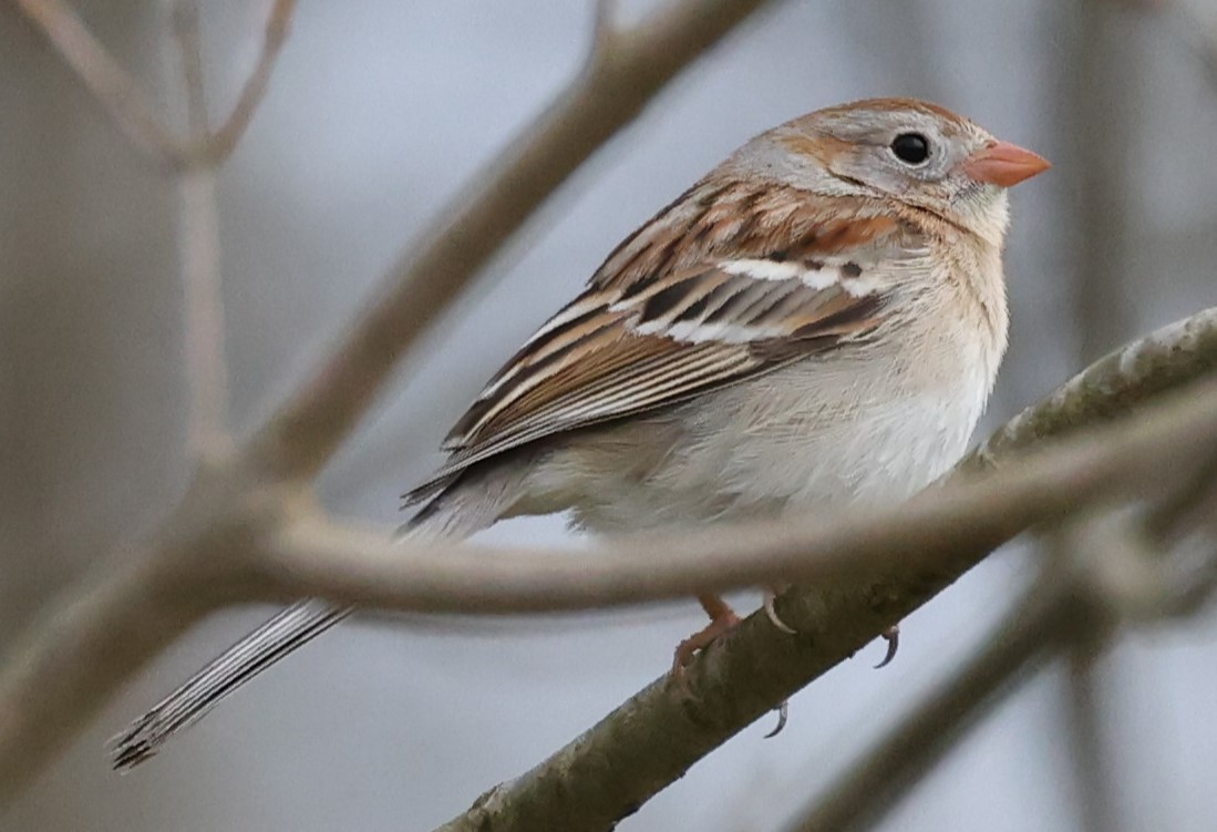 Field Sparrow - David Nicosia