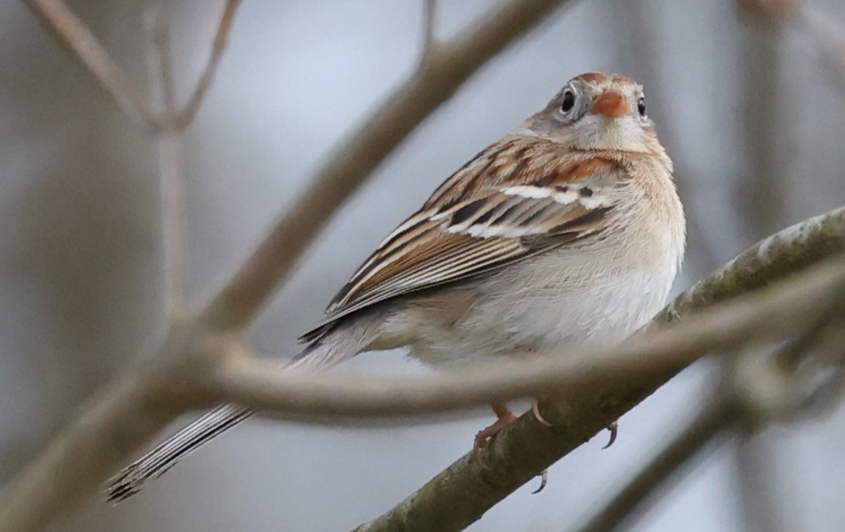 Field Sparrow - ML618056792