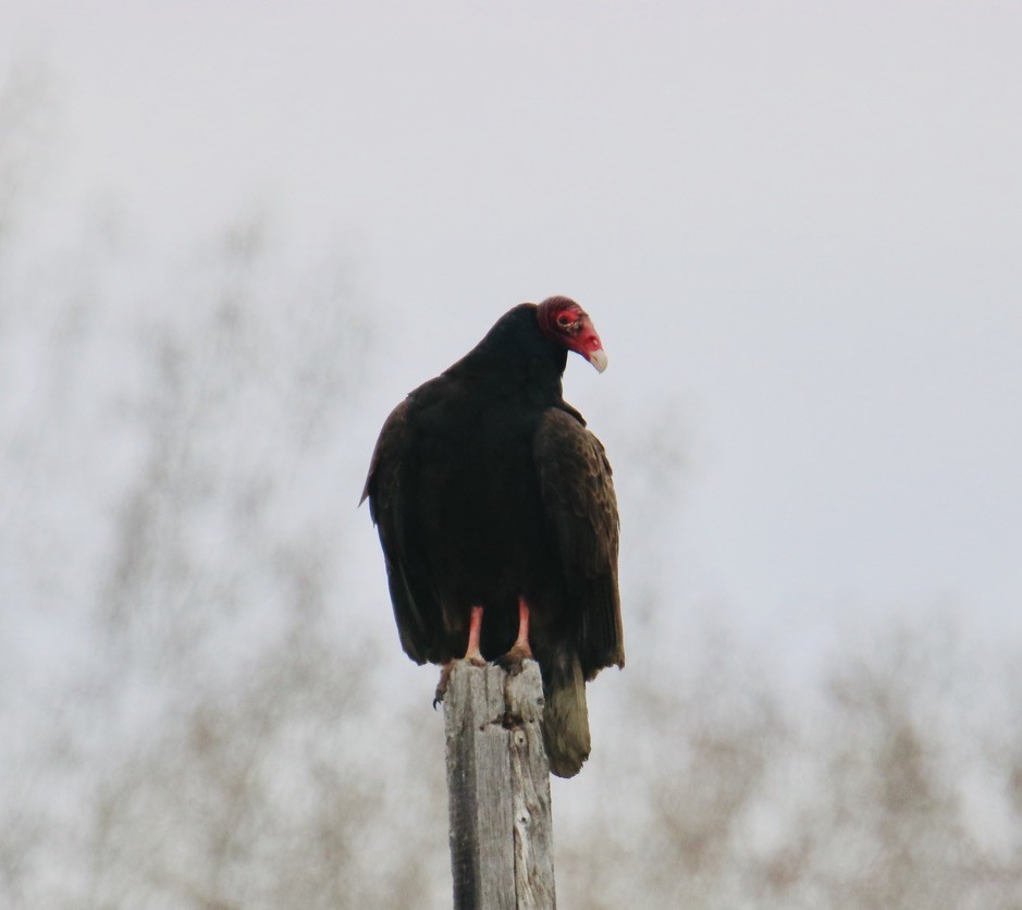 Turkey Vulture - Bob Bidney