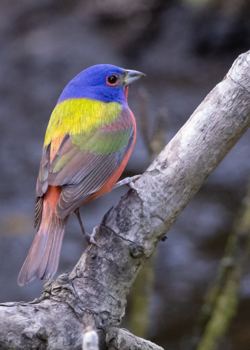Painted Bunting - ML618056877