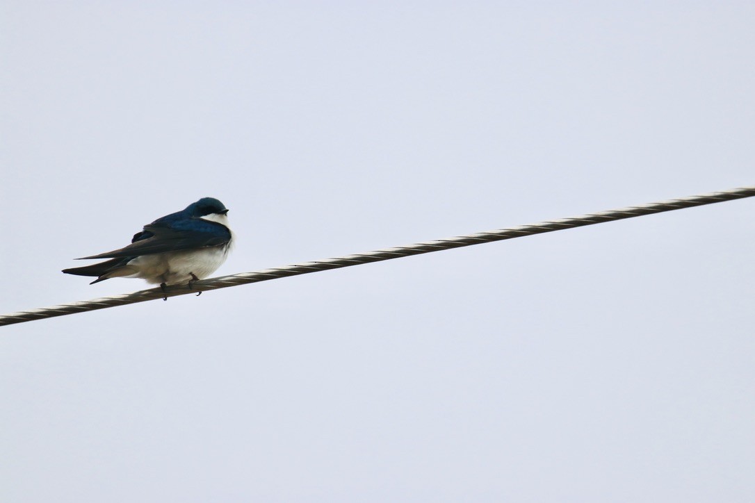 Tree Swallow - Bob Bidney