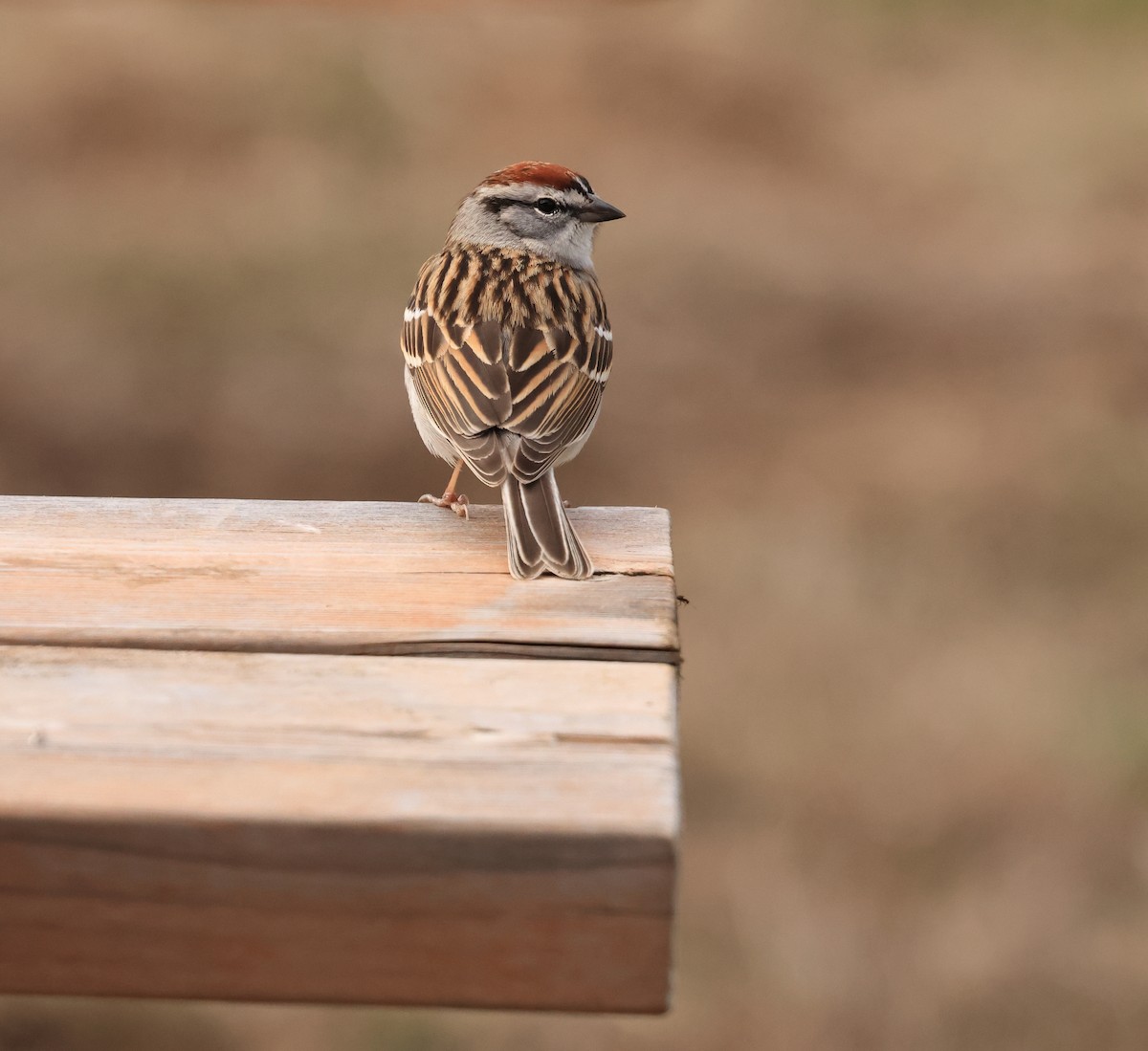 Chipping Sparrow - ML618056890