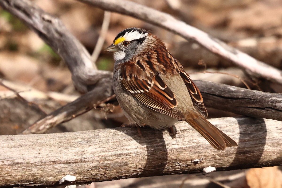 White-throated Sparrow - Yvon Trépanier