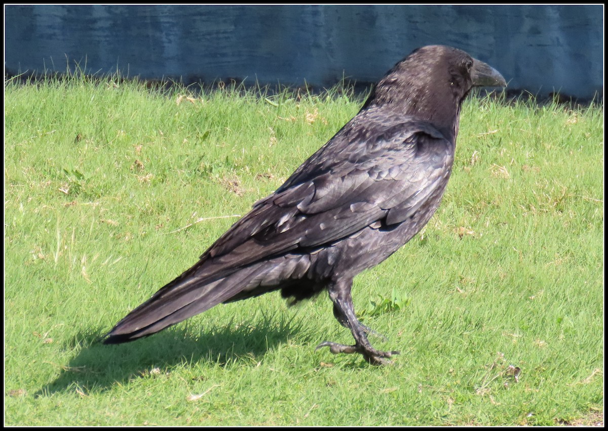 Common Raven - Peter Gordon