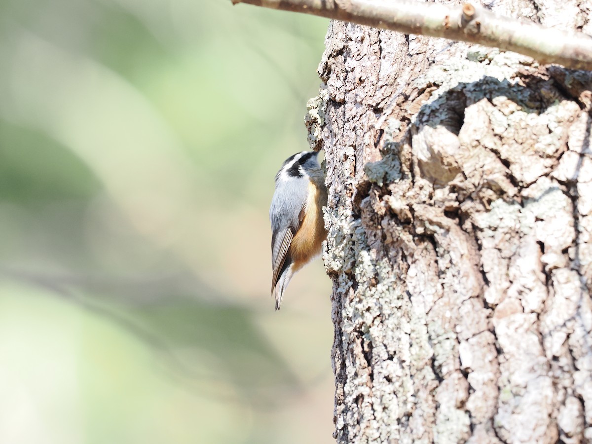 Red-breasted Nuthatch - Ethan Ripperger