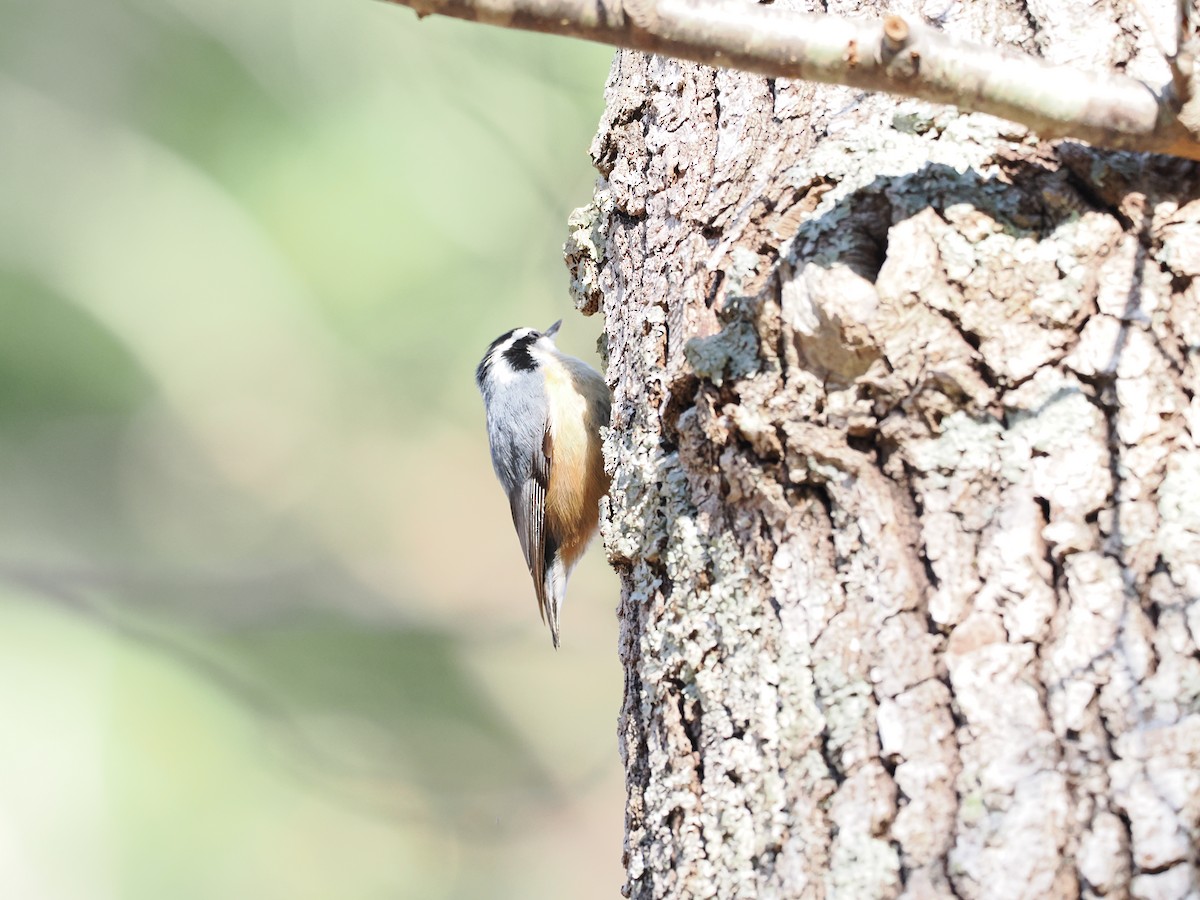 Red-breasted Nuthatch - Ethan Ripperger