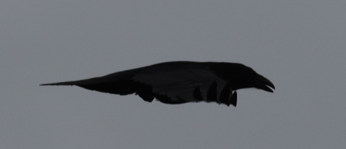Common Raven - David Nicosia