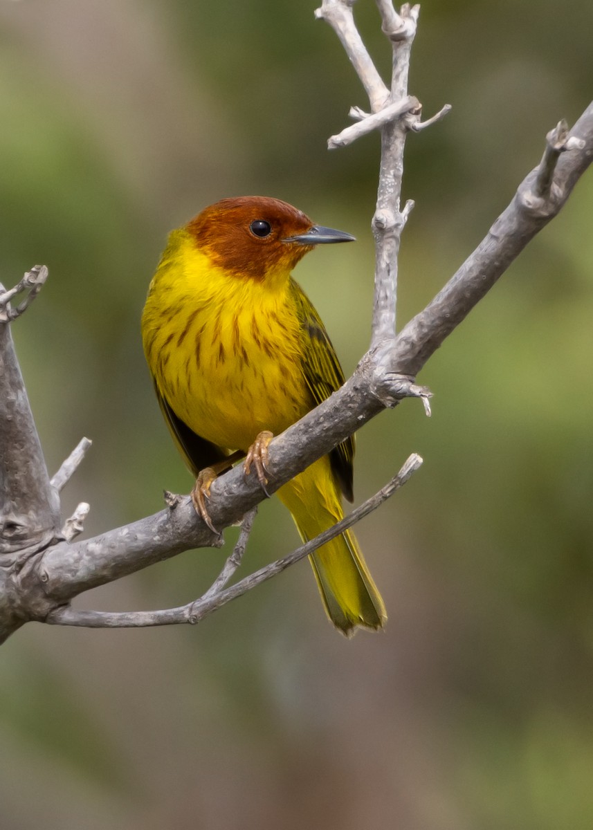 Yellow Warbler (Mangrove) - Muriel Neddermeyer