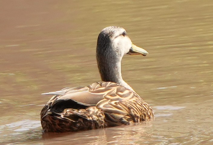 Mottled Duck - Dave Bowman