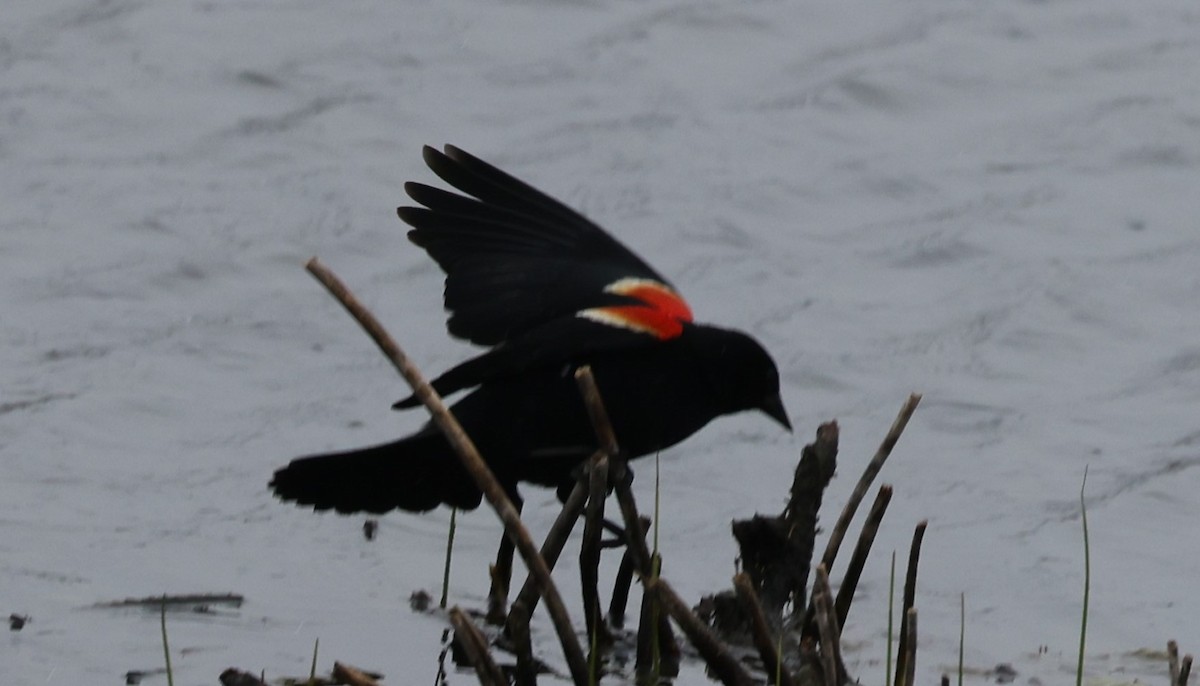 Red-winged Blackbird (Red-winged) - ML618056987