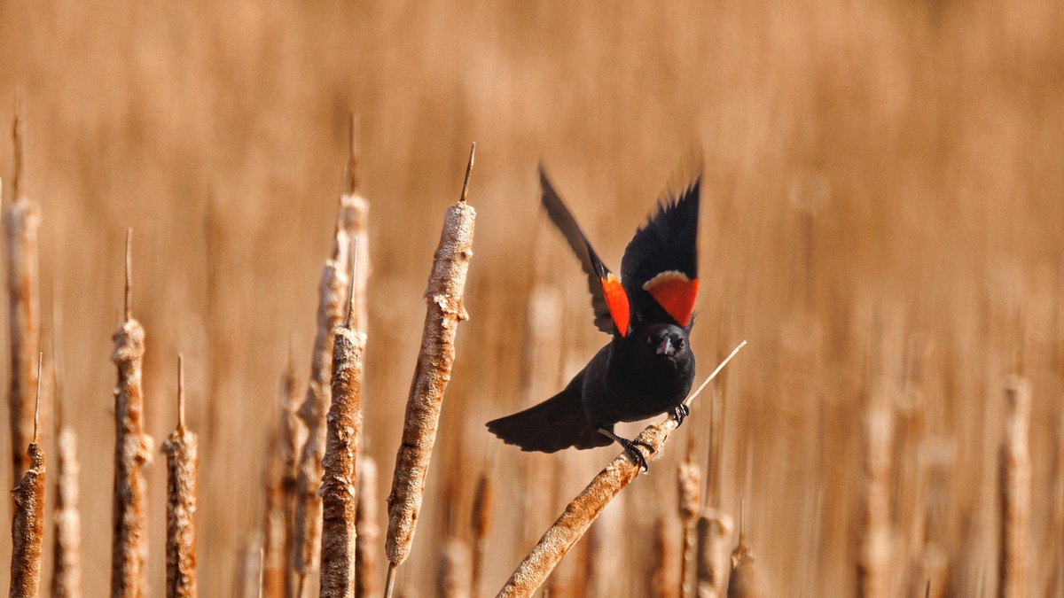 Red-winged Blackbird - Gordon Green