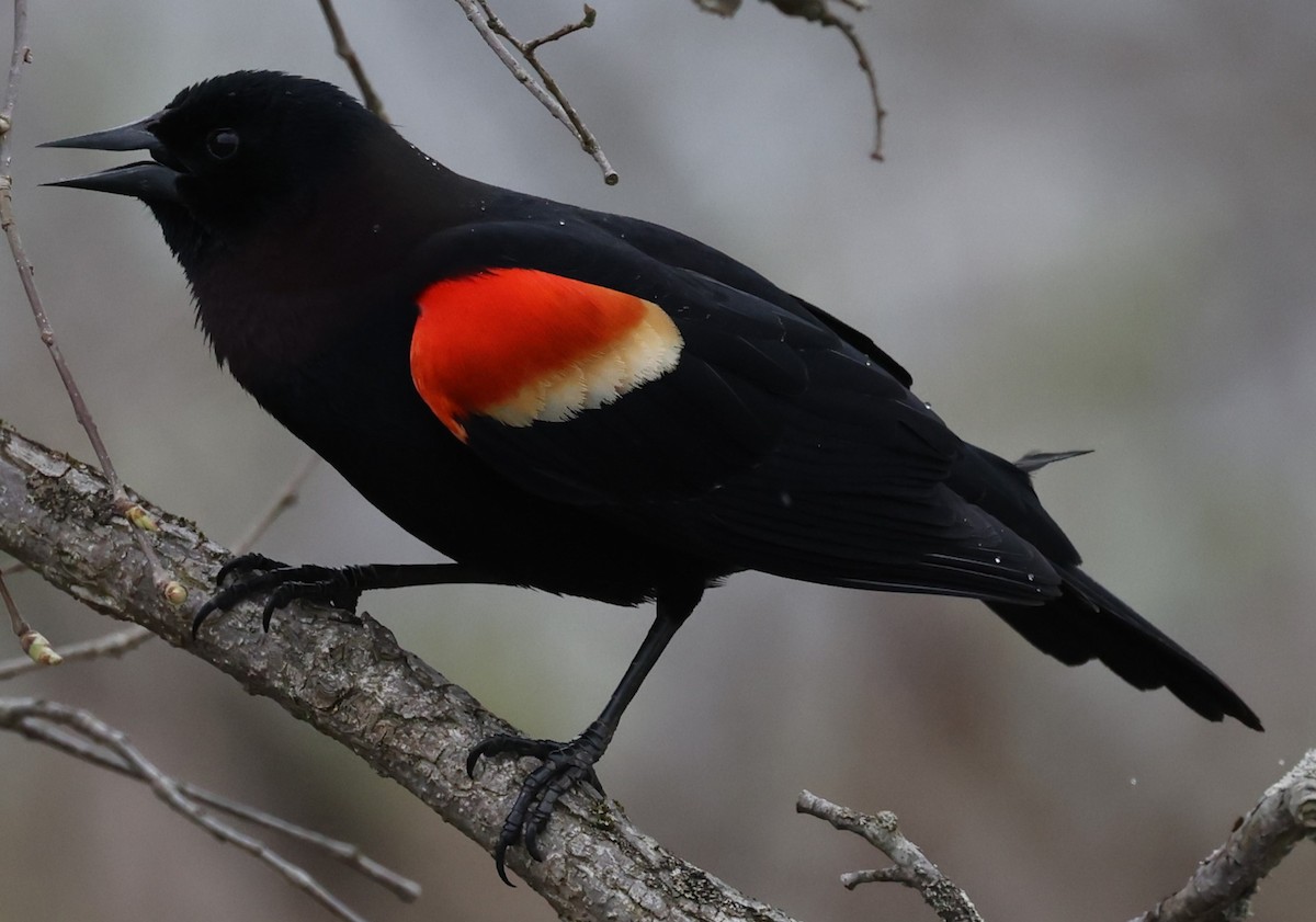 Red-winged Blackbird (Red-winged) - ML618057016