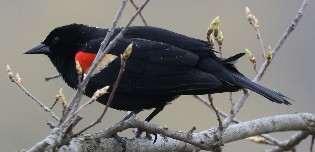 Red-winged Blackbird (Red-winged) - ML618057017