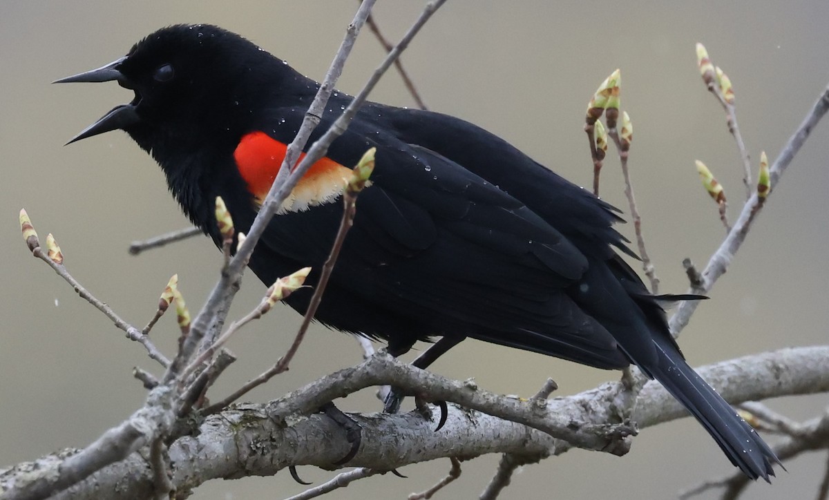 Red-winged Blackbird (Red-winged) - ML618057018