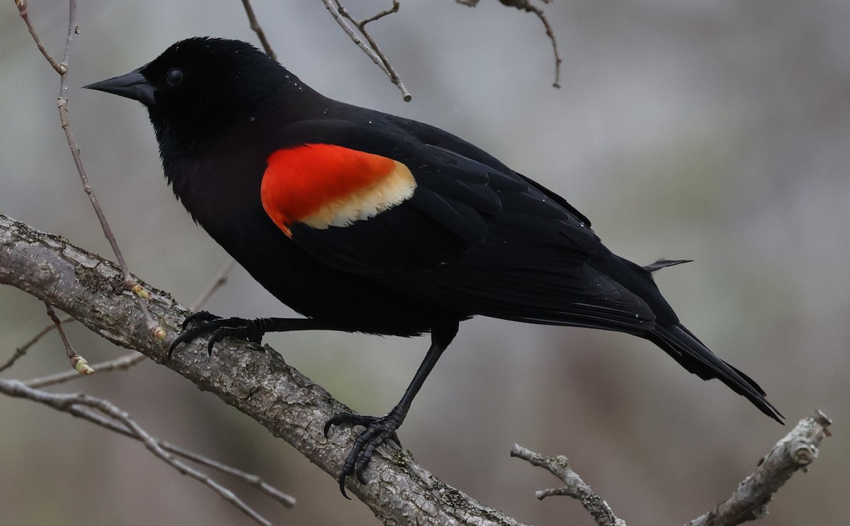 Red-winged Blackbird (Red-winged) - ML618057019