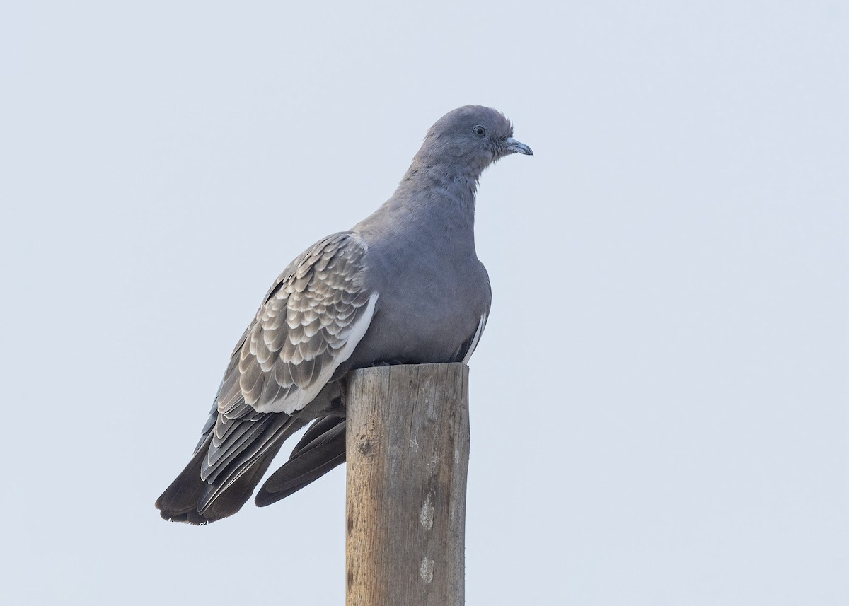 Spot-winged Pigeon - ML618057029