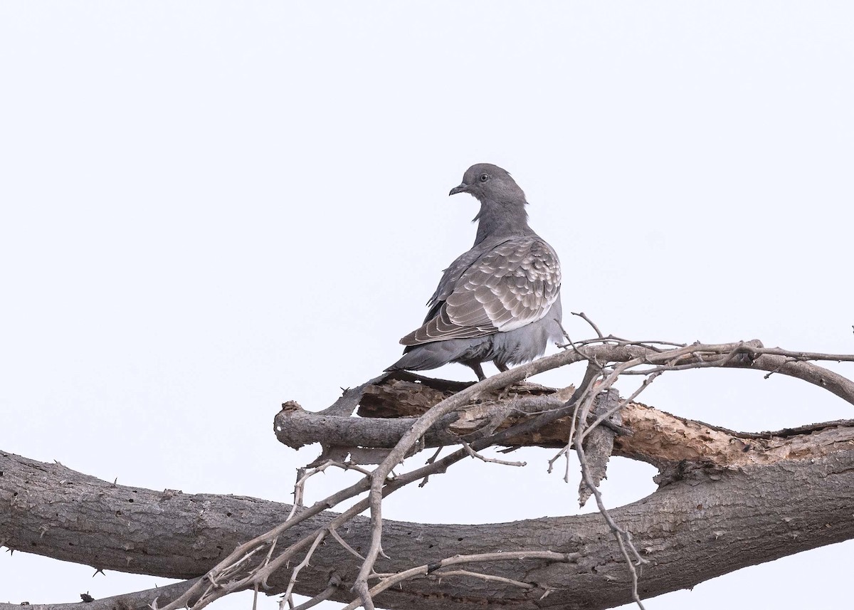 Spot-winged Pigeon - ML618057030