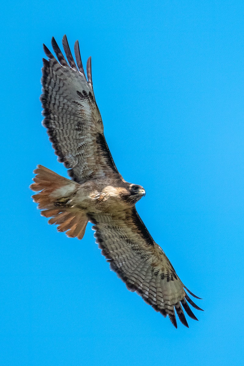 Red-tailed Hawk - ML618057031