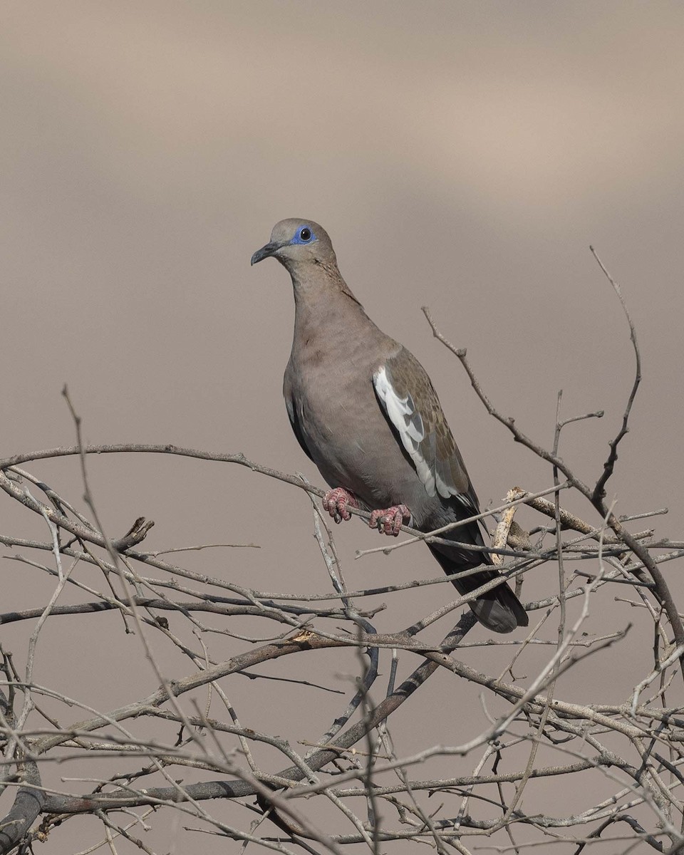 West Peruvian Dove - ML618057045