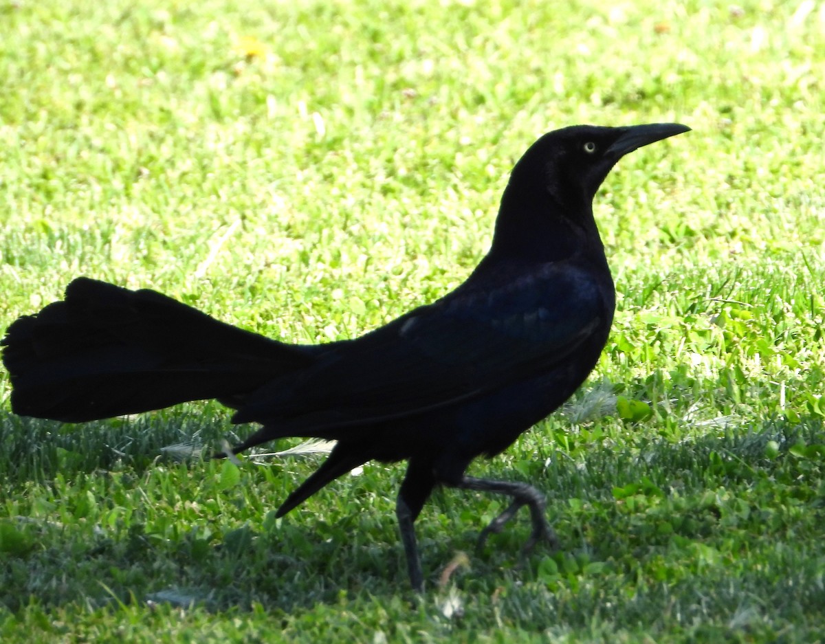 Great-tailed Grackle - ML618057061