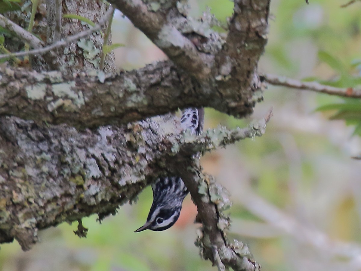 Black-and-white Warbler - ML618057062