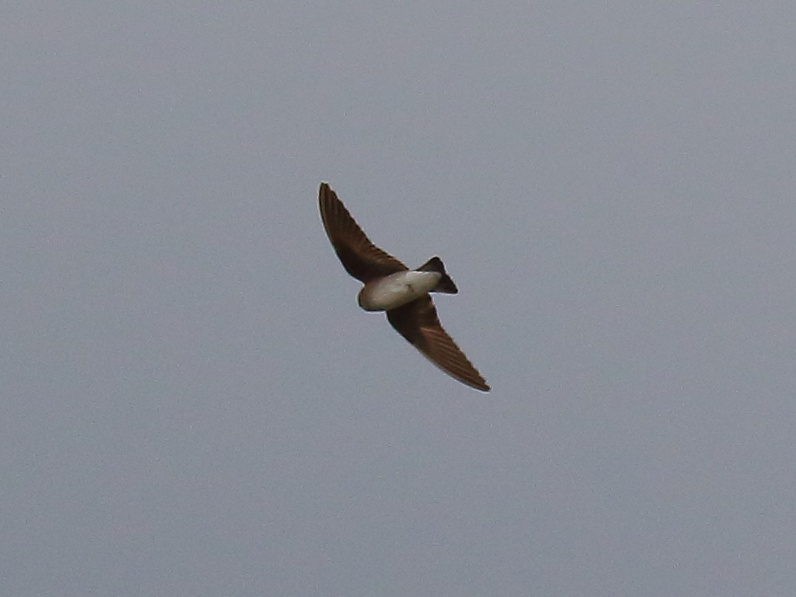 Northern Rough-winged Swallow - ML618057104