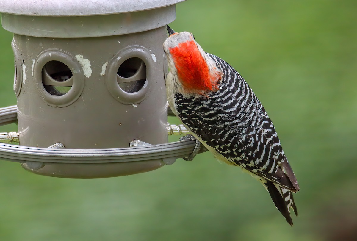 Red-bellied Woodpecker - Ward Ransdell