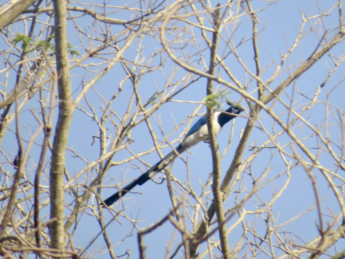 Black-throated Magpie-Jay - ML618057120