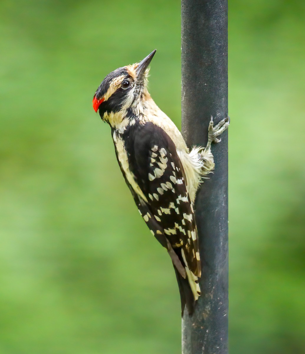 Downy Woodpecker - Ward Ransdell
