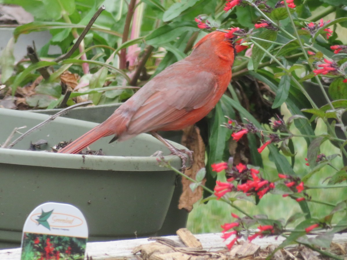 Cardinal rouge - ML618057161