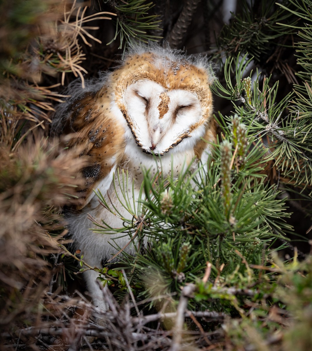 Barn Owl - Cathy Strickland