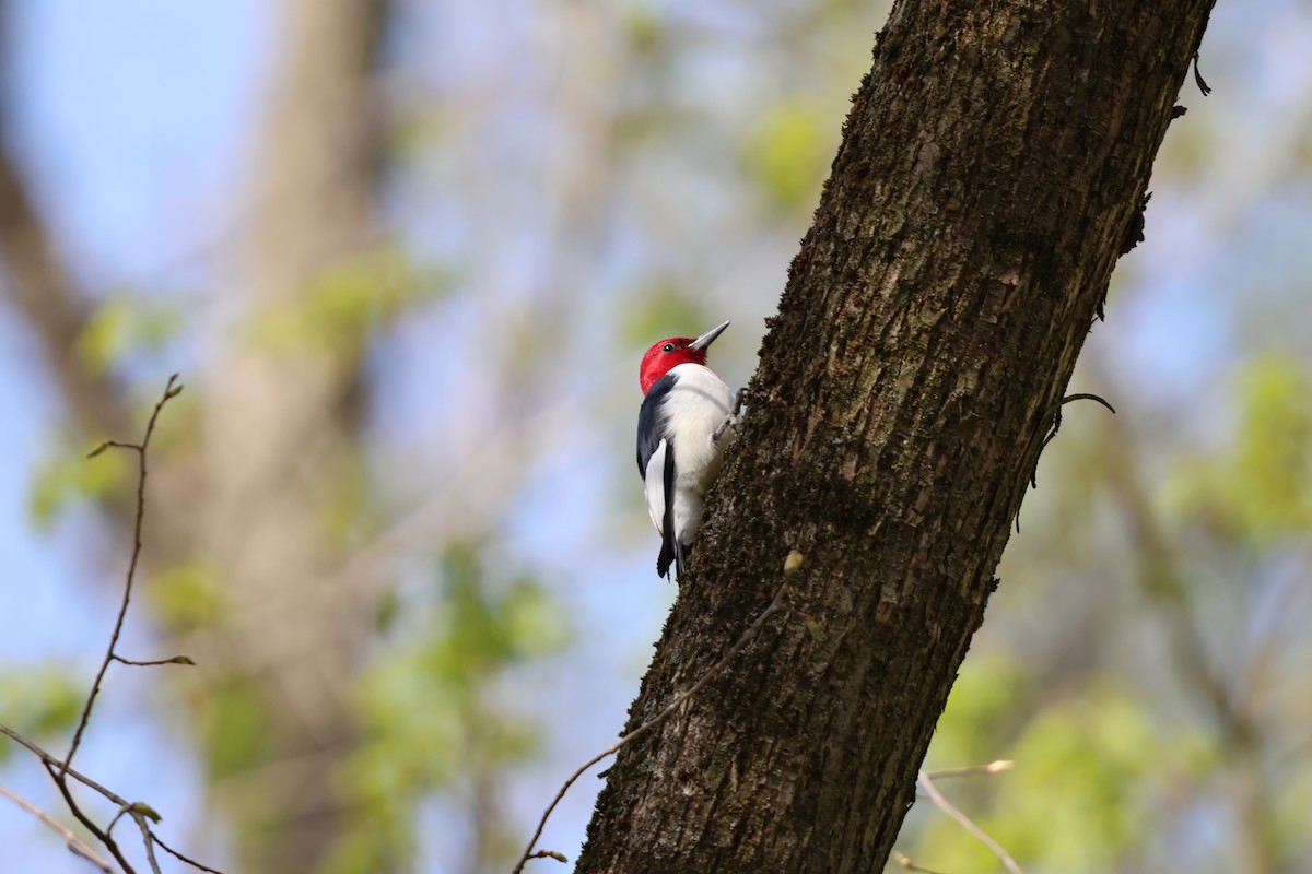 Red-headed Woodpecker - ML618057191