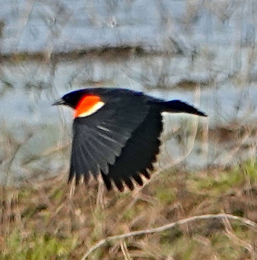 Red-winged Blackbird - ML618057192