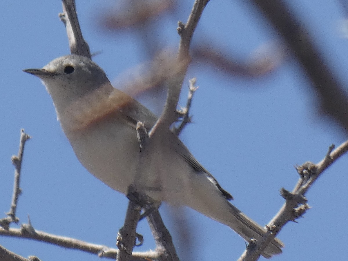 Lucy's Warbler - ML618057205