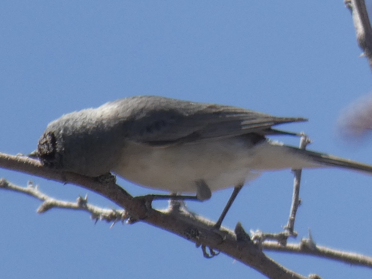 Lucy's Warbler - ML618057206