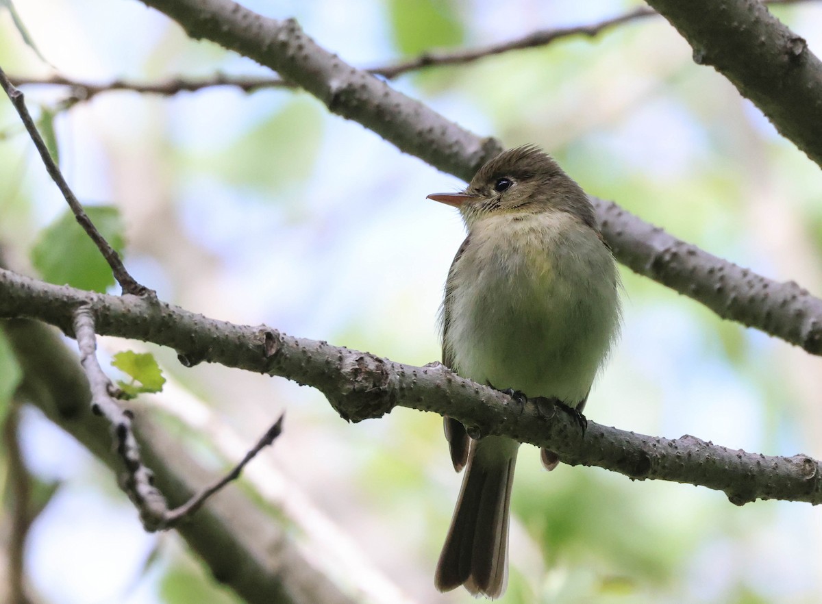 Western Flycatcher (Pacific-slope) - Tracy Drake