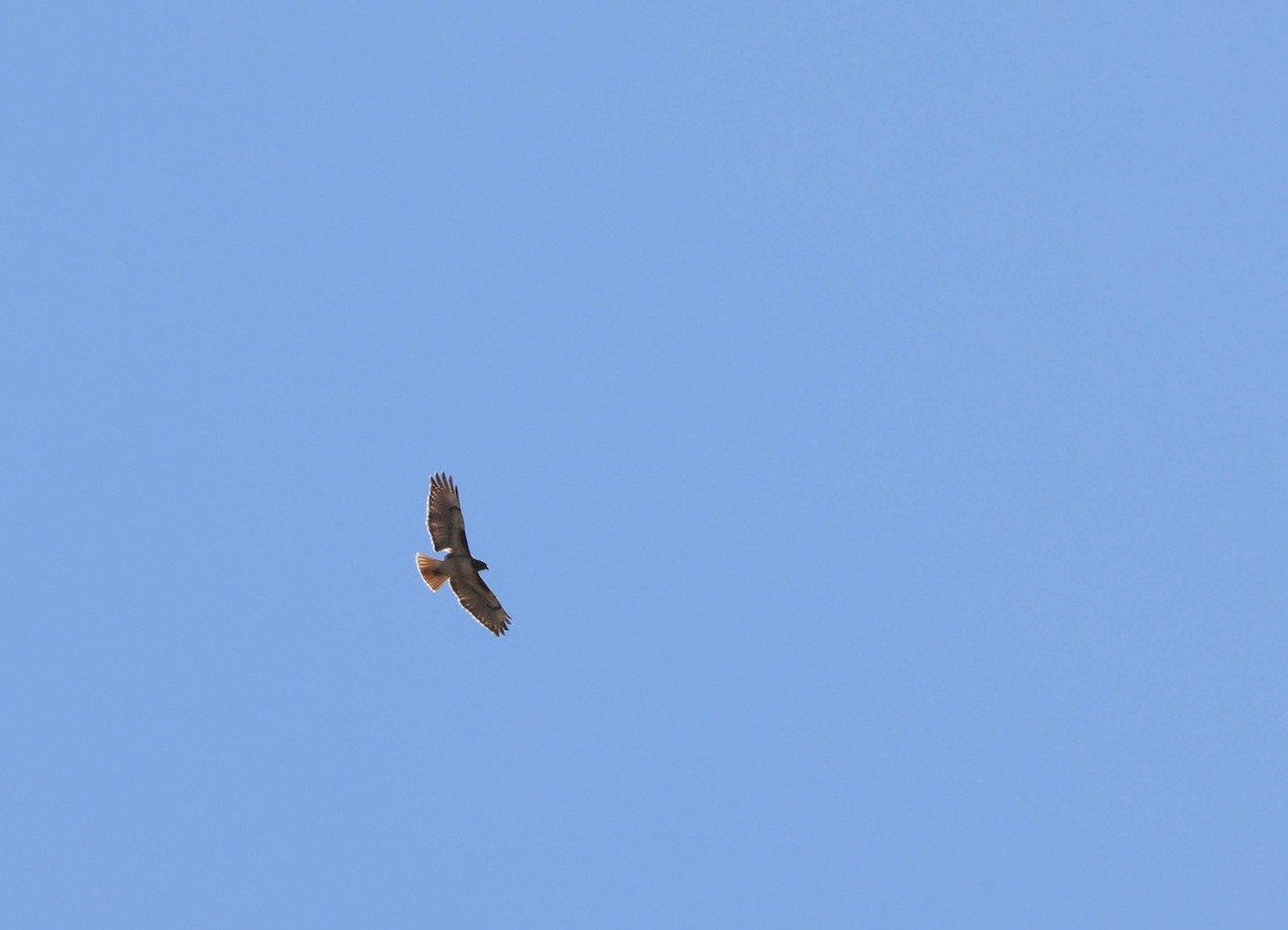 Red-tailed Hawk - ML618057243