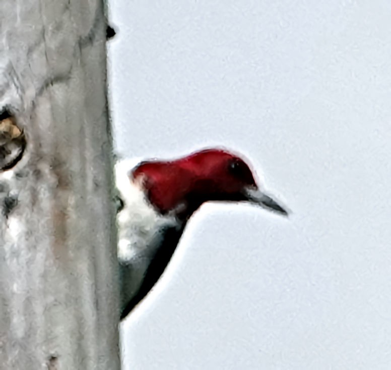 Red-headed Woodpecker - ML618057251