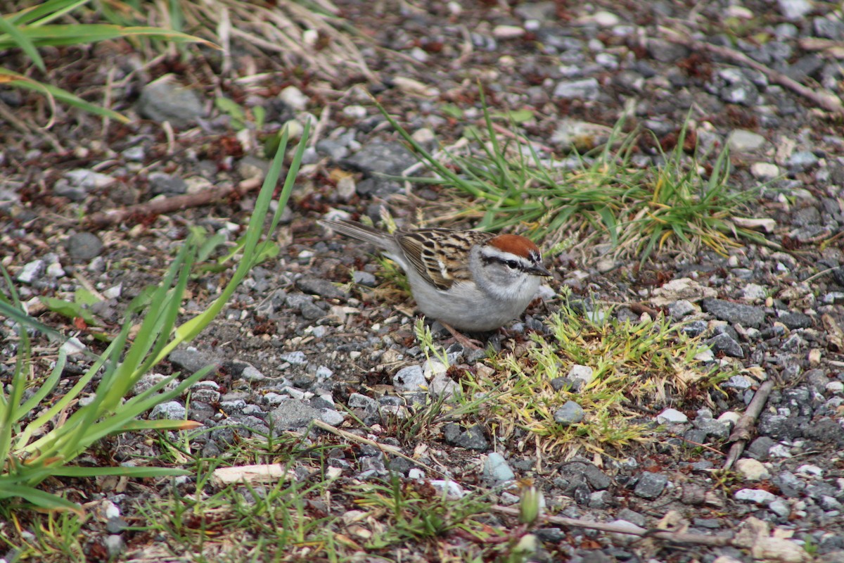 Chipping Sparrow - ML618057268