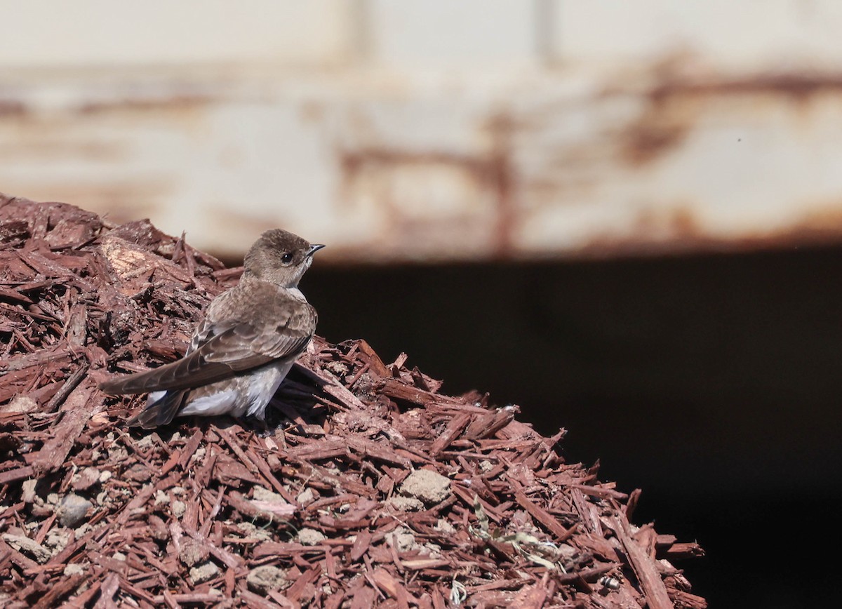 Northern Rough-winged Swallow - ML618057272